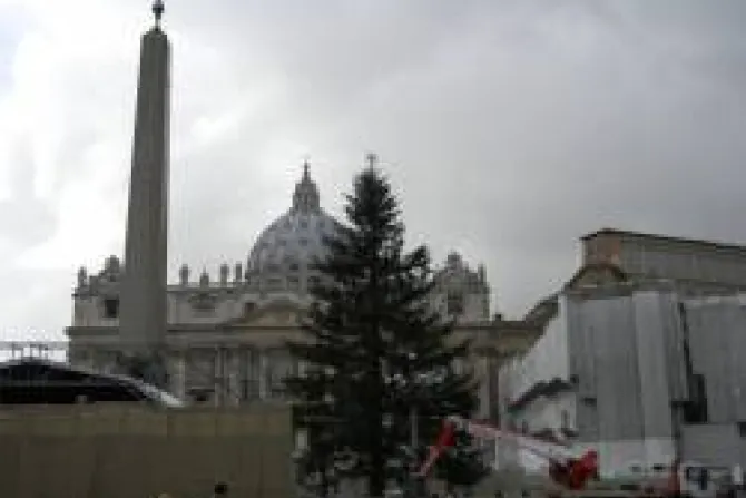 Plaza de San Pedro ya luce árbol de Navidad