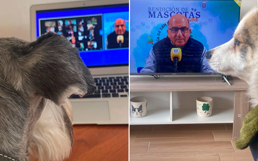 Bendición de mascotas?w=200&h=150