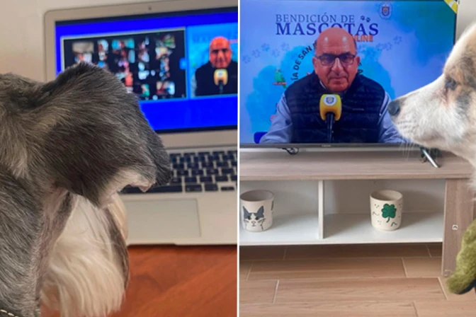 Bendición de mascotas