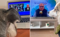 Bendición de mascotas