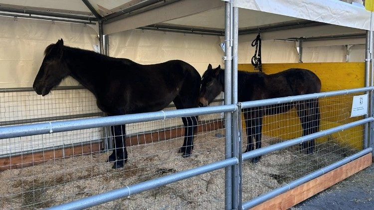 Żwiemel Rumani fi Pjazza Piju XII fil-Vatikan. Kreditu: Vatican Media.