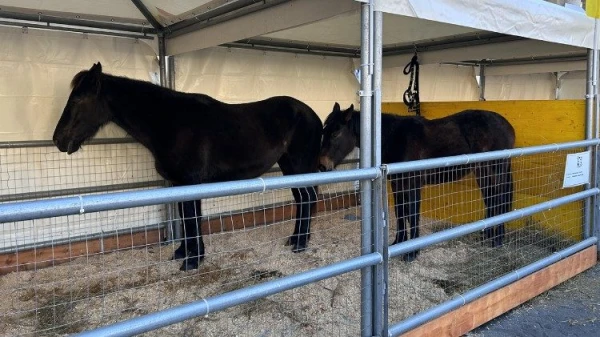 Caballos romanos en la Plaza Pío XII en el Vaticano. Crédito: Vatican Media.