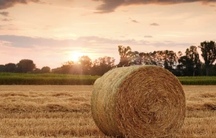 Imagen referencial de un campo. Cru00e9dito: Pixabay / Dominio pu00fablico 