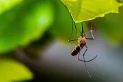 Dengue Mosquito Unsplash