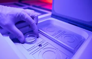 Trabajador de laboratorio que coloca embriones en cámara de congelación. Crédito: Shutterstock