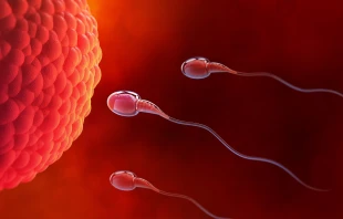 ¿En qué momento comienza la vida humana? Desde hace décadas la ciencia ha tenido una clara respuesta: la fecundación. Crédito: Shutterstock.