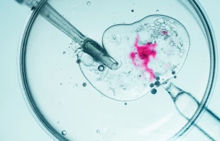 Primer plano de la fertilización in vitro en una placa de Petri. Crédito: Shutterstock