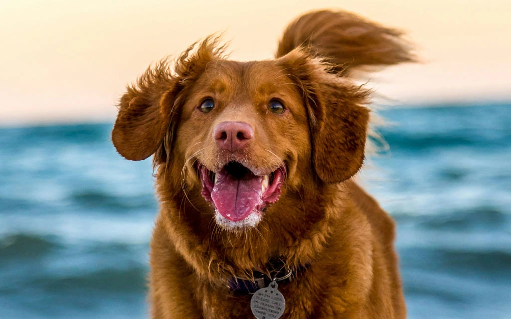 Los perros y gatos, las mascotas en general, no pueden tener un funeral católico.?w=200&h=150