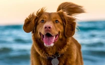 Los perros y gatos, las mascotas en general, no pueden tener un funeral católico.