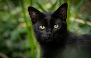 Imagen referencial de un gato negro. Crédito: Pixabay.