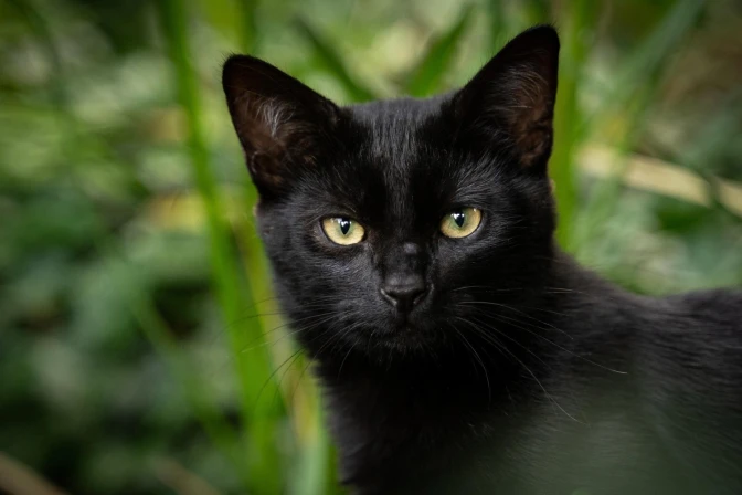 Imagen referencial de un gato negro.