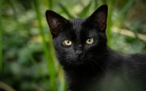 Imagen referencial de un gato negro.