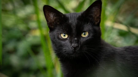 Imagen referencial de un gato negro.