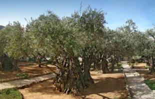 Huerto de Getsemaní. Crédito: Tango7174, CC BY-SA 4.0 vía Wikimedia Commons.