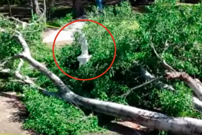 VIDEO: Tormenta tumba gigantesco árbol en convento pero la Virgen quedó intacta 