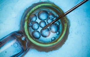 Fecundación in vitro (FIV). Crédito: Canva.