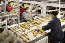 Trabajadores inmigrantes en planta de procesamiento de alimentos, American Falls, Idaho, EE.UU.