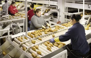 Trabajadores inmigrantes en planta de procesamiento de alimentos, American Falls, Idaho, EE.UU. Crédito: B Brown - Shutterstock