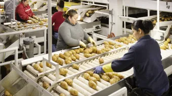 Trabajadores inmigrantes en planta de procesamiento de alimentos, American Falls, Idaho, EE.UU.