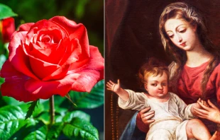 Rosa natural (imagen referencial). Crédito: Licvin - Shutterstock Virgen del Rosario. Crédito: Renata Sedmakova - Shutterstock