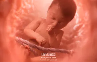 Baby Olivia es la protagonista de las animaciones en 3D que usa A Glimpse Inside Crédito: Live Action