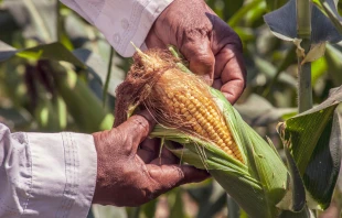 Imagen referencial de agricultor de maíz. Crédito: Frank Meriño / Canva