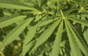 Hojas de marihuana. Crédito: Armando Olivo Martín del Campo CC BY-SA 4.0 DEED.