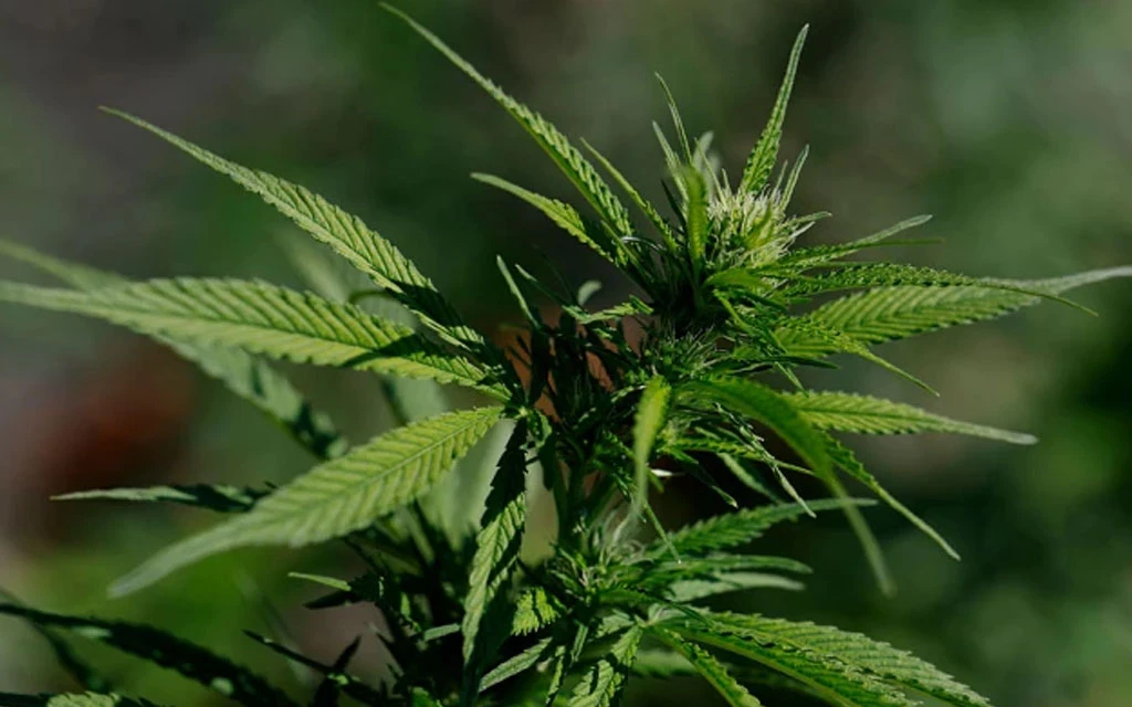 El presidente Donald Trump firmó este jueves una orden ejecutiva para flexibilizar las regulaciones federales sobre la marihuana en medio del apoyo de la industria del cannabis pero la oposición de algunos grupos católicos y conservadores.?w=200&h=150