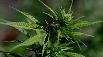 El presidente Donald Trump firmó este jueves una orden ejecutiva para flexibilizar las regulaciones federales sobre la marihuana en medio del apoyo de la industria del cannabis pero la oposición de algunos grupos católicos y conservadores.