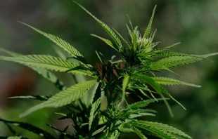 El presidente Donald Trump firmó este jueves una orden ejecutiva para flexibilizar las regulaciones federales sobre la marihuana en medio del apoyo de la industria del cannabis pero la oposición de algunos grupos católicos y conservadores. Crédito: Justin Sullivan/Getty Images.