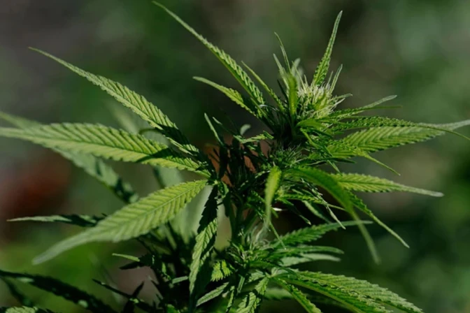 El presidente Trump firmó una orden ejecutiva para flexibilidad las regulaciones federales sobre la marihuana.