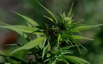 El presidente Donald Trump firmó este jueves una orden ejecutiva para flexibilizar las regulaciones federales sobre la marihuana en medio del apoyo de la industria del cannabis pero la oposición de algunos grupos católicos y conservadores.