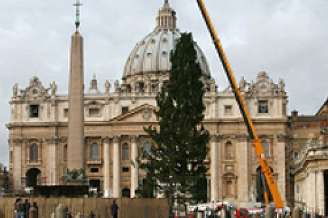 Desde los Alpes llegó árbol de Navidad que adornará Plaza de San Pedro