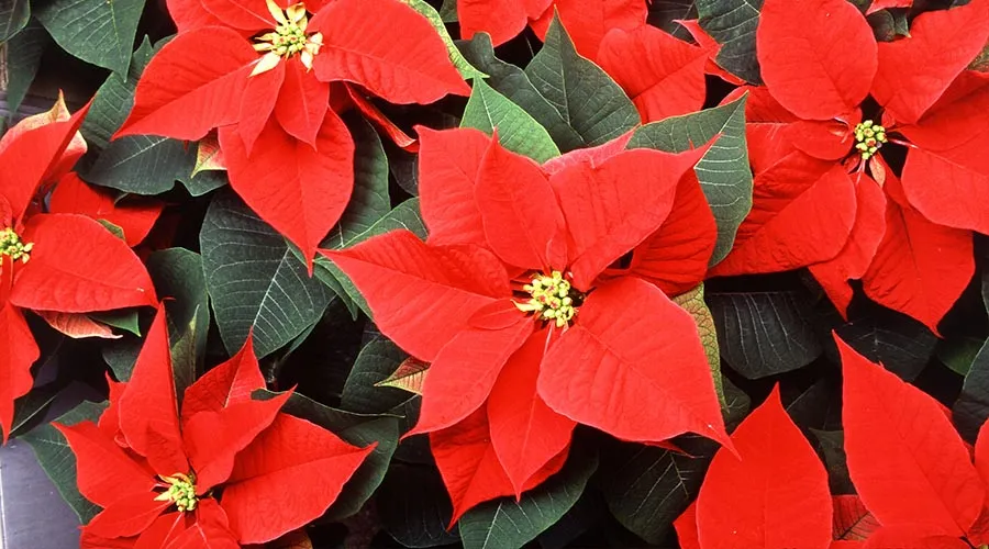 El origen de la poinsettia, la flor de Navidad más usada en el mundo