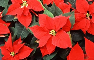 Flor de Navidad. Cru00e9dito: Flickr - U.S. Department of Agriculture (CC BY 2.0) 