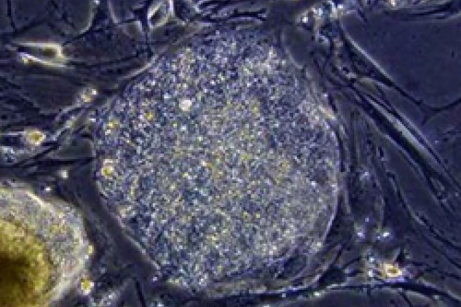 Cristianismo es fuente de luz para resolver problemas bioéticos, destaca el Papa