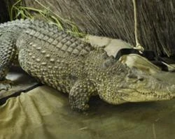 Un ejemplar del Crocodylus rhombifer?w=200&h=150