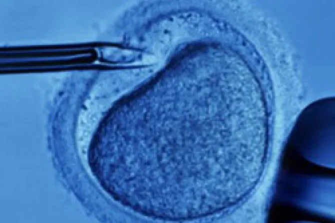 Recuerdan impacto de fertilización in vitro en mortalidad de embriones
