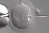 Fertilización in vitro. Foto: ZEISS Microscopy (CC BY-NC-ND 2.0)