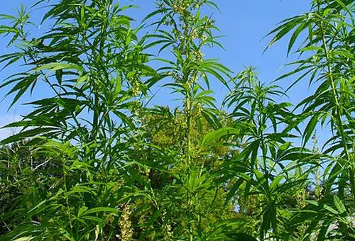 Planta de Marihuana. Foto: H. Zell (CC BY-SA 3.0)?w=200&h=150