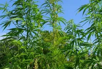 Planta de Marihuana. Foto: H. Zell (CC BY-SA 3.0)