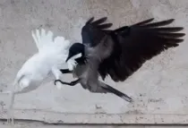 Una de las palomas atacadas por un cuervo en San Pedro (Captura Youtube)