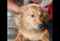 Pui, el perro que salvu00f3 a la bebu00e9 reciu00e9n nacida
