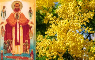 San Honorato. Crédito: Anonymous - Wikimedia Commnos - CC BY-SA 4.0 DEED Flores amarillas: Crédito: nnattalli - Shutterstock