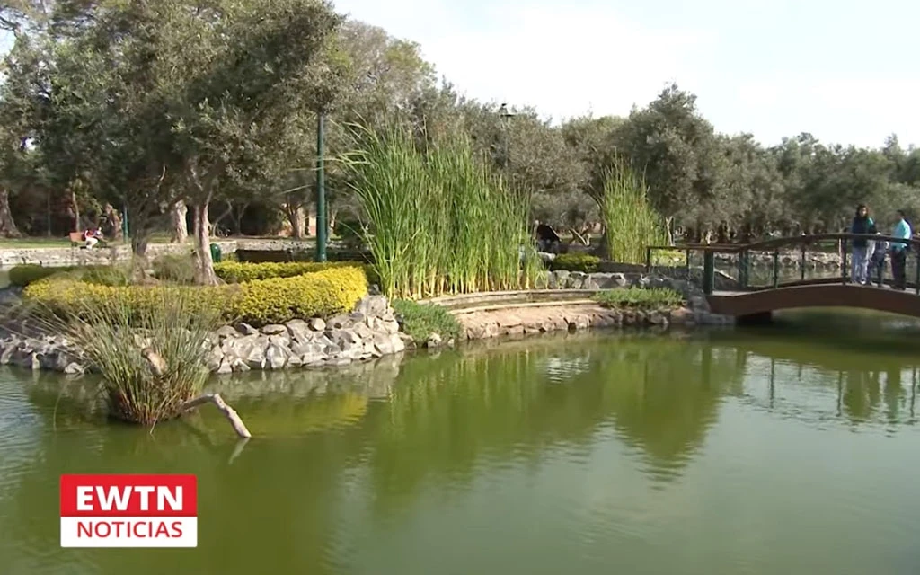 Una vita del Bosque El Olivar en el distrito limeño de San Isidro, en cuyo origen participó San Martín de Porres.?w=200&h=150