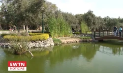 Una vita del Bosque El Olivar en el distrito limeño de San Isidro, en cuyo origen participó San Martín de Porres.