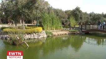 Una vita del Bosque El Olivar en el distrito limeño de San Isidro, en cuyo origen participó San Martín de Porres.