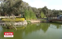 Una vita del Bosque El Olivar en el distrito limeño de San Isidro, en cuyo origen participó San Martín de Porres.