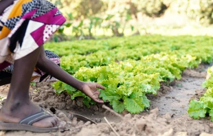 Un niño africano cultivando en el campo agrícola de una aldea. Crédito: Shutterstock