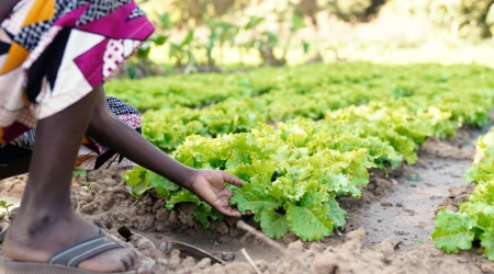 Un niño africano cultivando en el campo agrícola de una aldea.